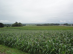 北海道の広大な畑