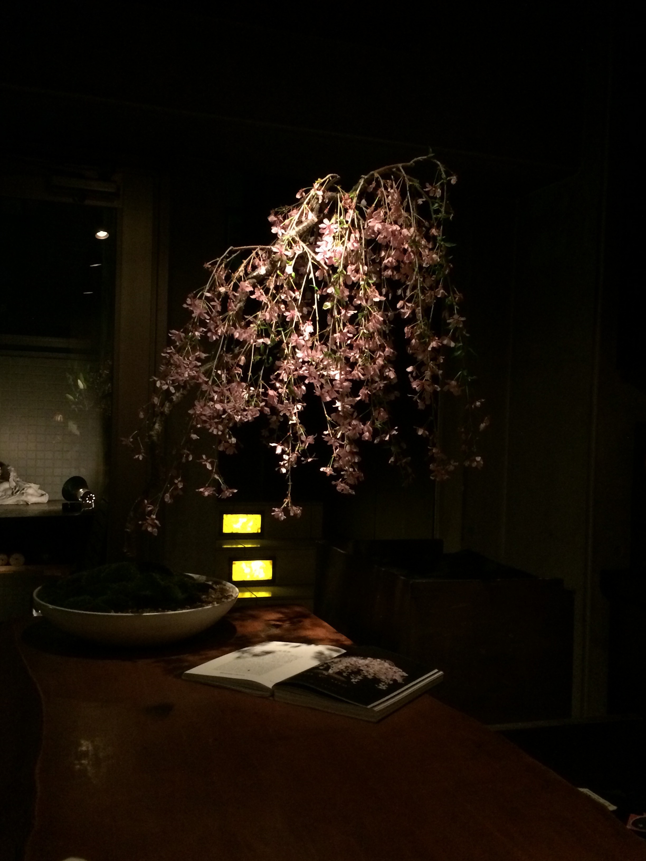 夜のしだれ桜の盆栽