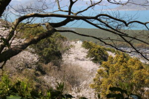 唐津鏡山の桜