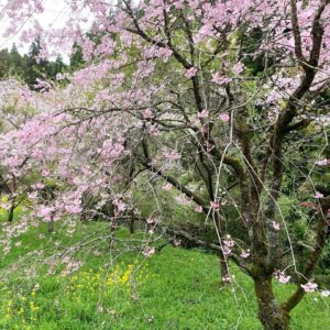 富士町の枝垂れ桜