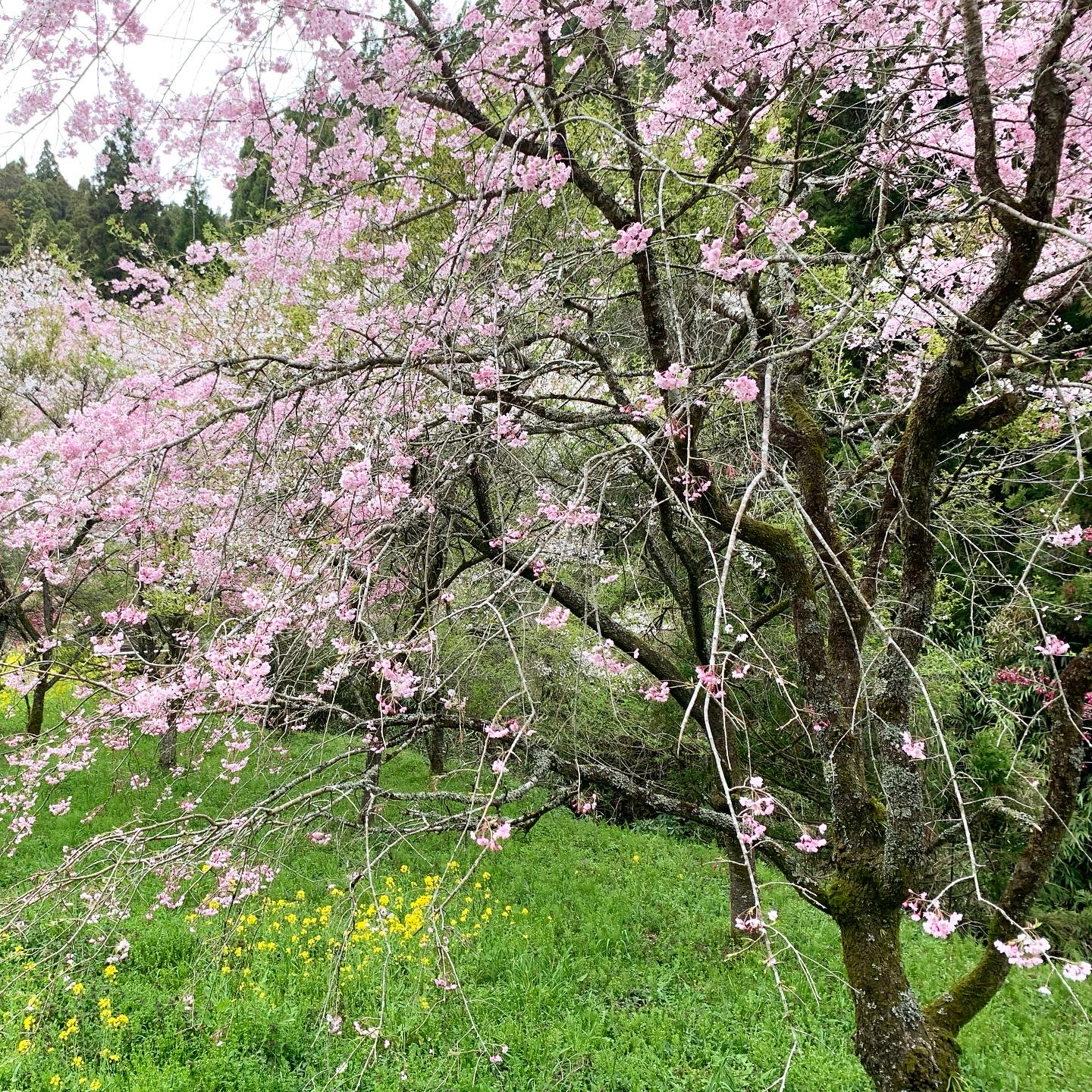 富士町の枝垂れ桜