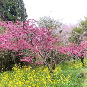 富士町の濃いピンク色の枝垂れ桜