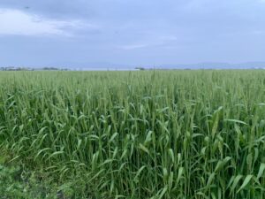 佐賀平野の麦