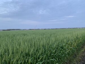 佐賀平野の麦